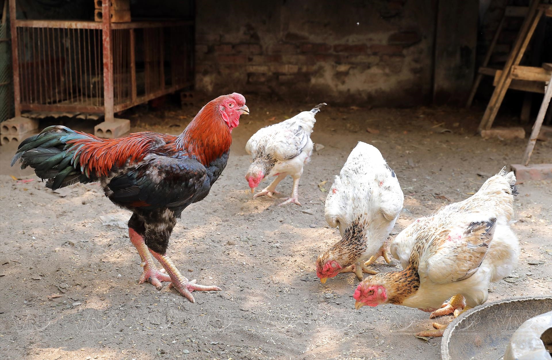 gà hồ thuần chủng