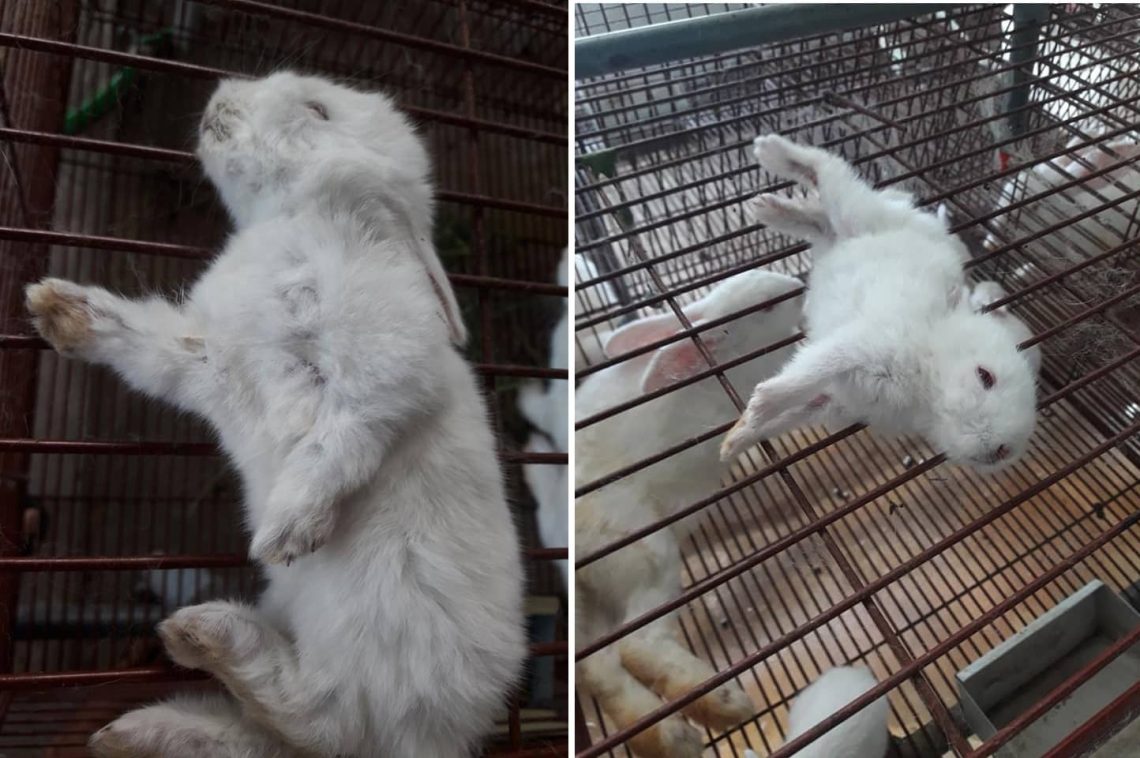 các bệnh trên thỏ