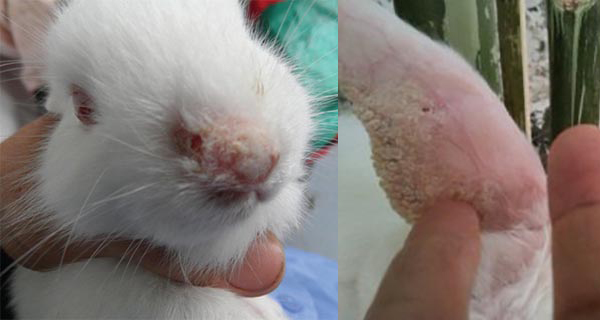 bệnh nấm ở thỏ