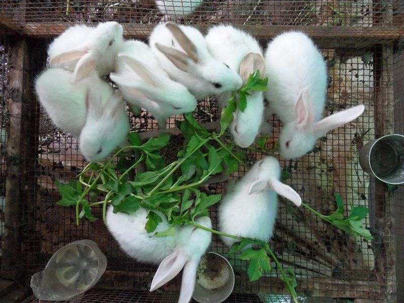 cách nuôi thỏ