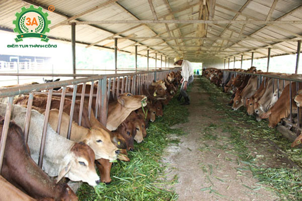 Kỹ Thuật Nuôi Bò Thịt