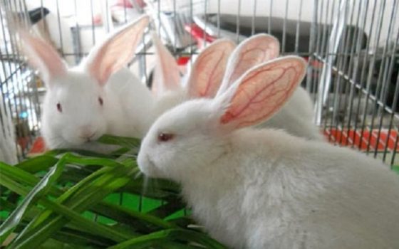 chọn giống thỏ