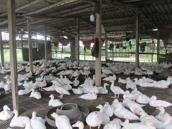 kỹ thuật làm chuồng nuôi ngan