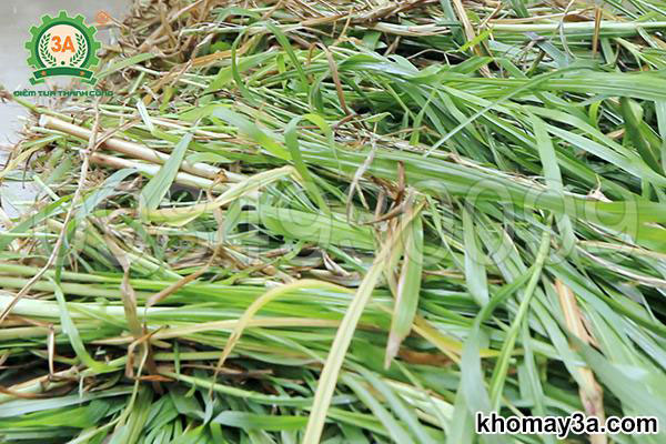 Tận Dụng Phụ Phẩm Nông Nghiệp