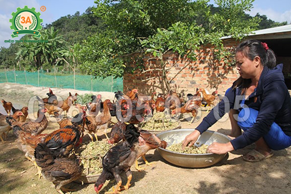 Chủ động nguồn thức ăn chăn nuôi